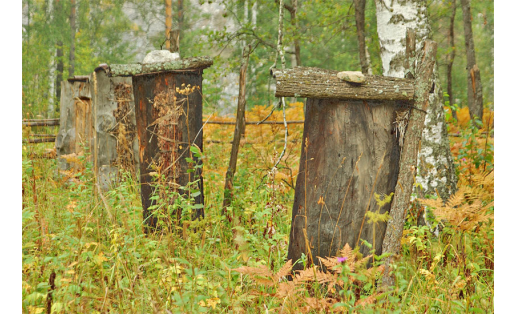 Заповедник “Шульган‑Таш”. Борти
