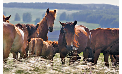Коневодство